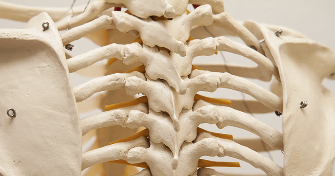 Close up of model skeleton