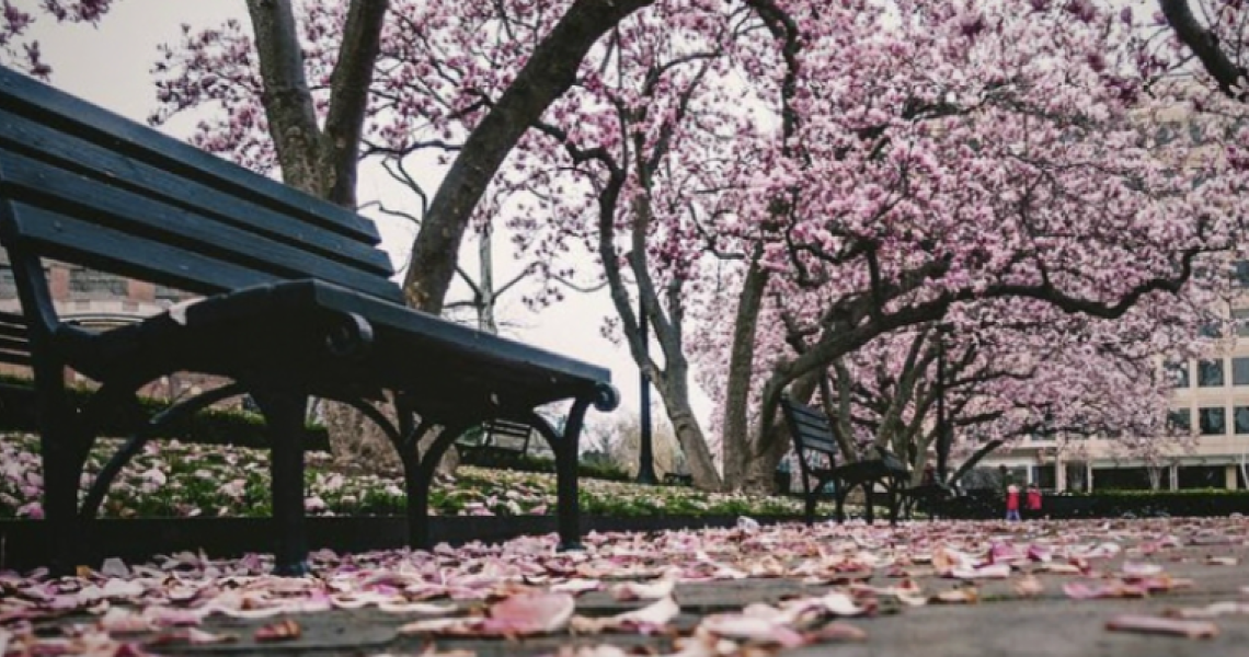 Bench on the GW campus