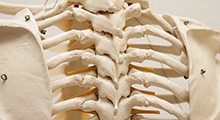 Model of a skeleton